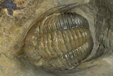 Multi-Toned Diademaproetus Trilobite - Ofaten, Morocco #310521-1